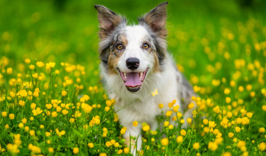 Бордер колли с высунутым языком сидит в траве