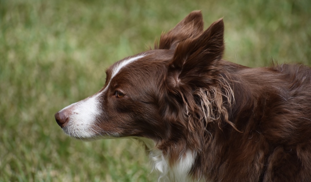 Коричневая собака бордер колли