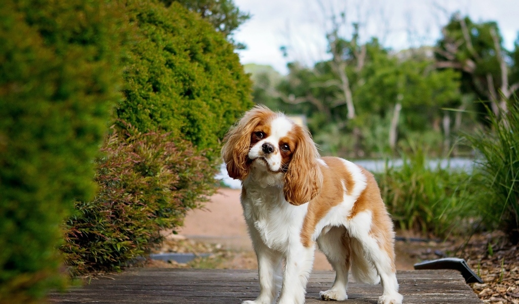Чарльз кинг спаниель на прогулке