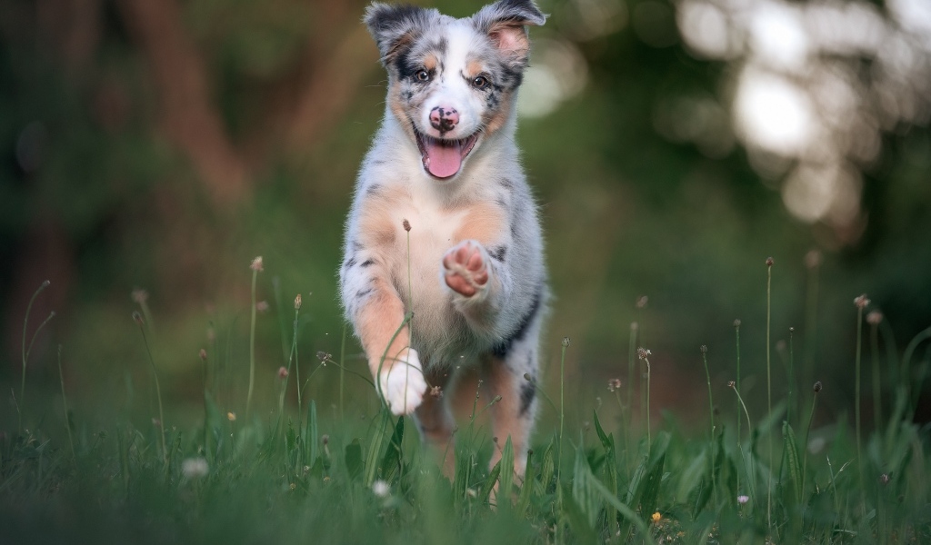 Веселый щенок австралийской овчарки бежит по траве