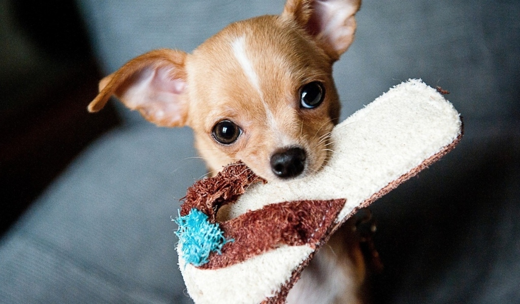 Собака породы чихуахуа с тапком в зубах