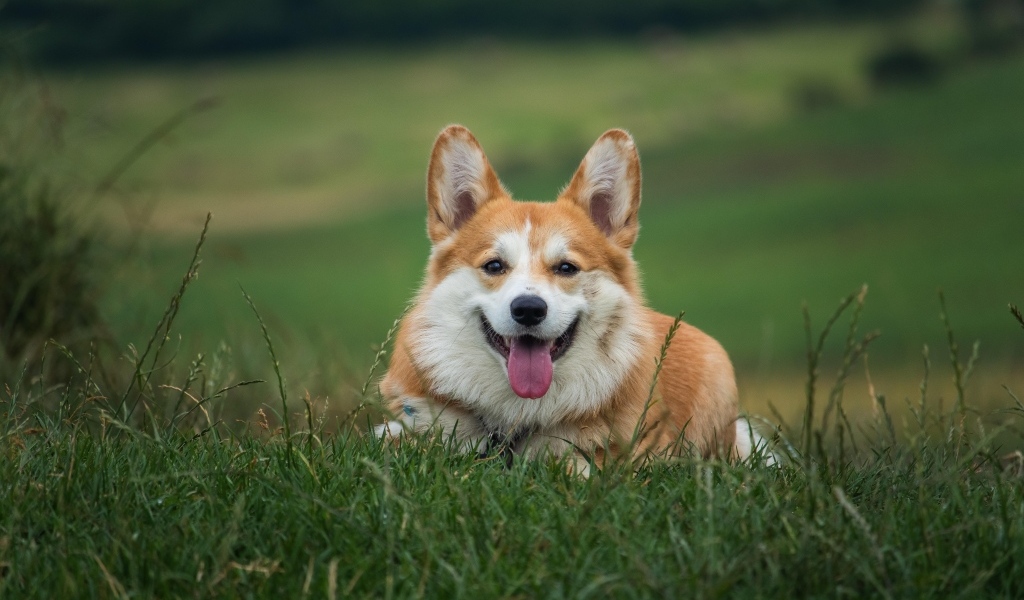 Собака породы корги лежит на зеленой траве