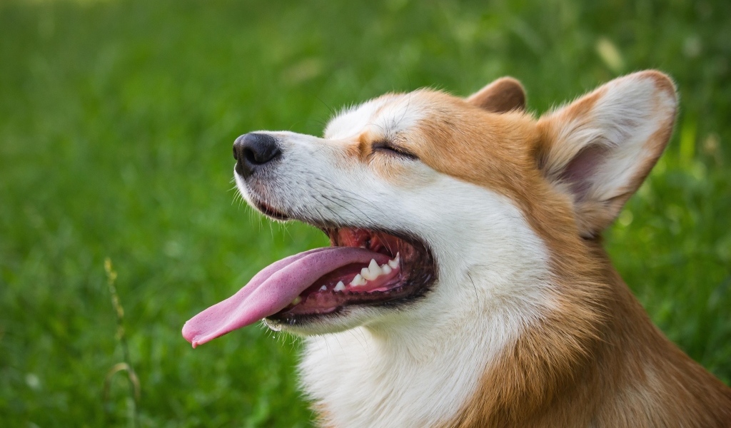 Корги с высунутым языком 