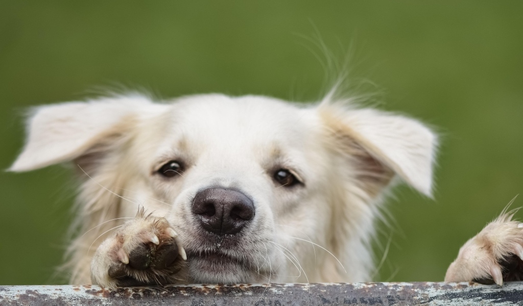 Любопытный белый пес 