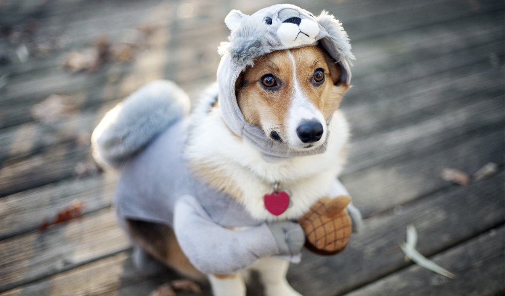 Милая собака в смешном костюме