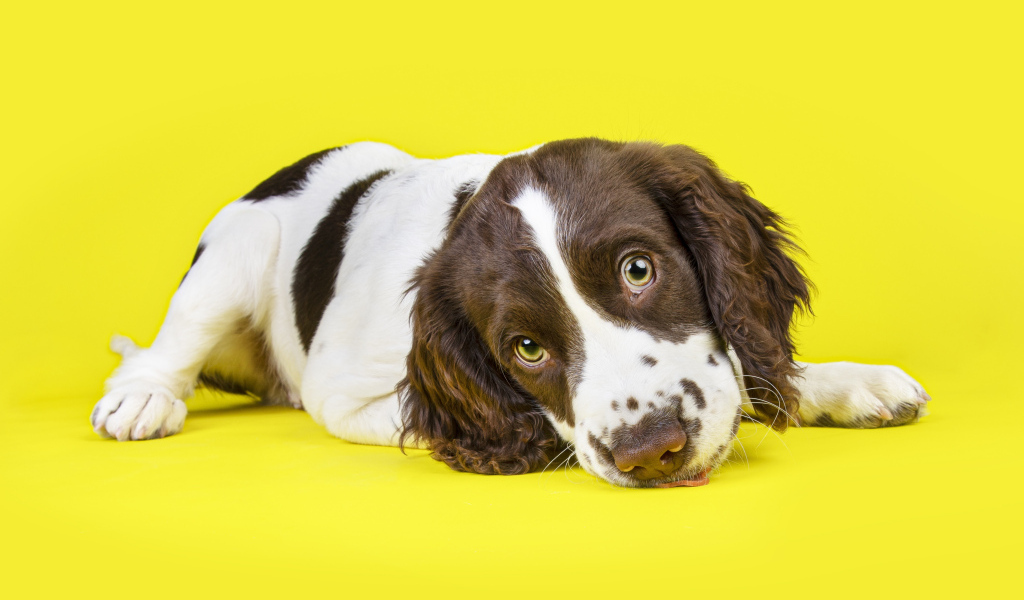 Милый щенок спаниеля на желтом фоне
