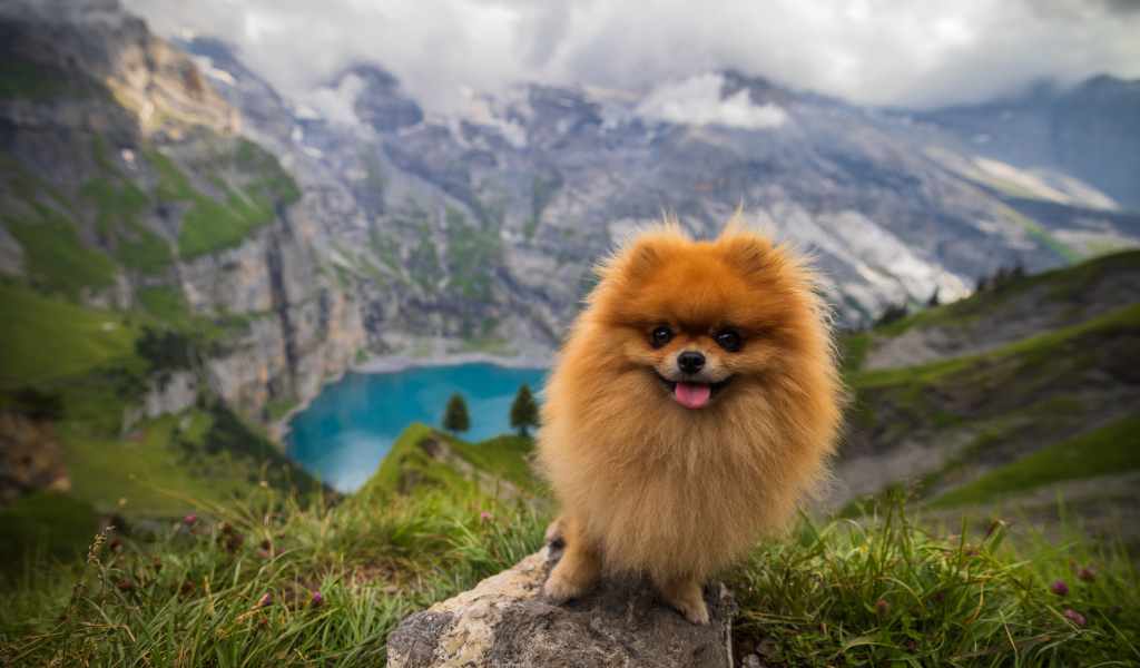 Милый шпиц стоит на камне