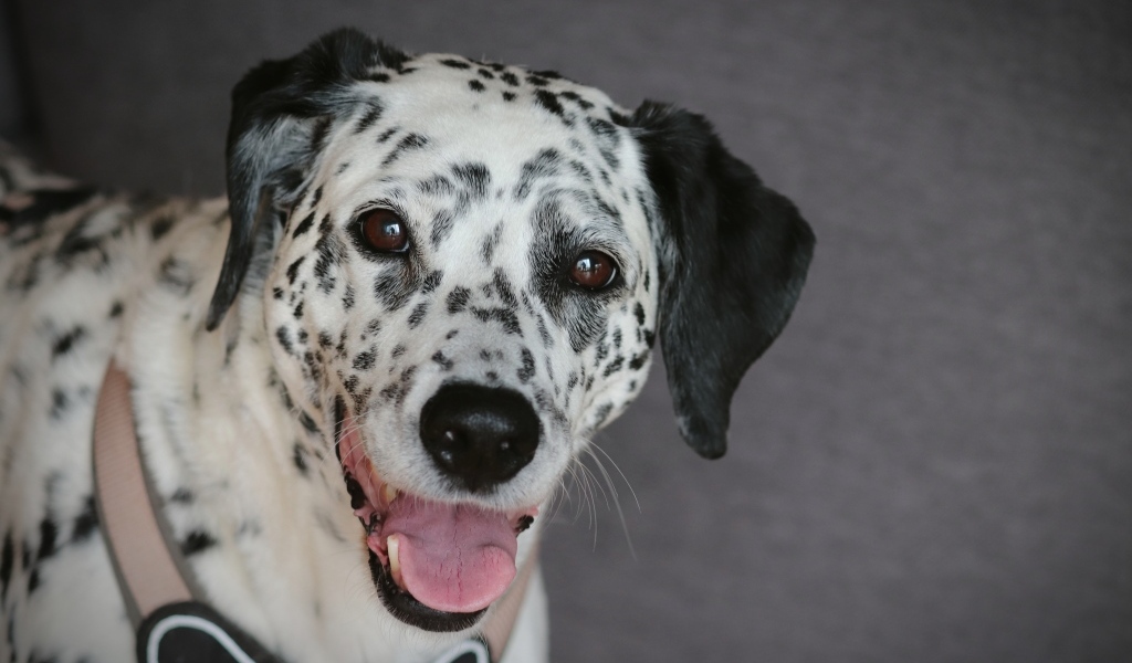 Далматин с открытой пастью на сером фоне