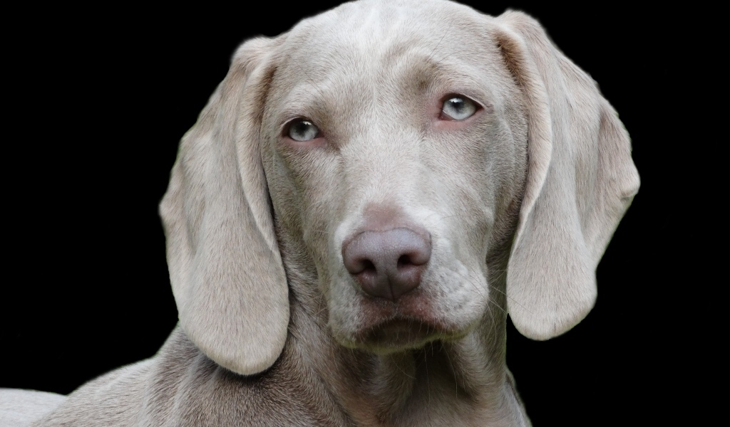 Пес породы веймаранер на черном фоне