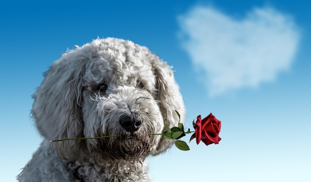 Пес с розой в зубах на фоне неба