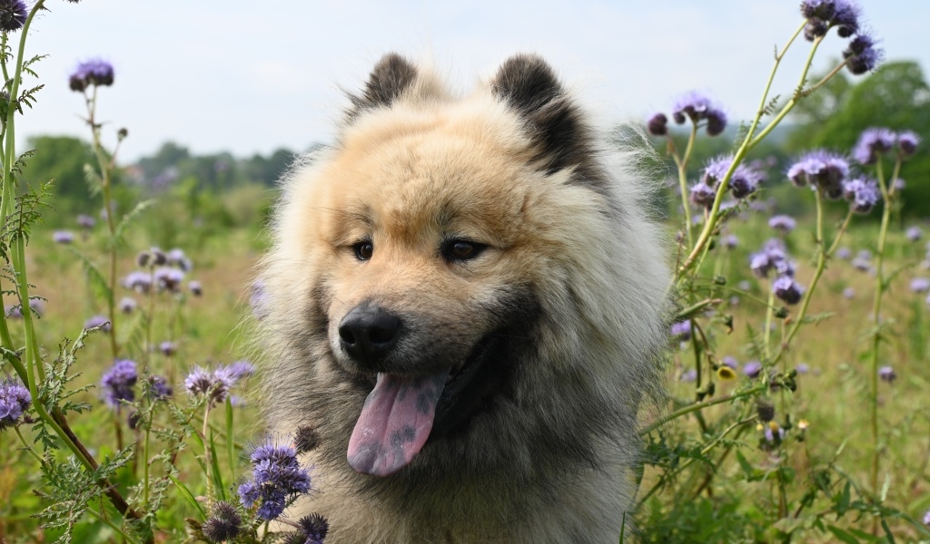Щенок евразийской породы с высунутым языком
