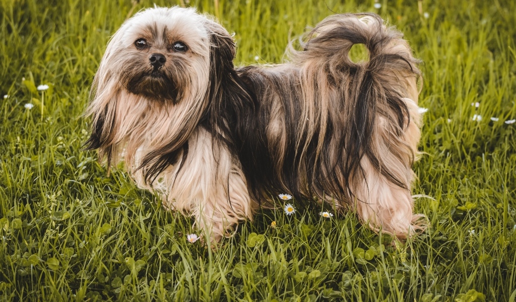 Пушистая русская  цветная болонка стоит на зеленой траве