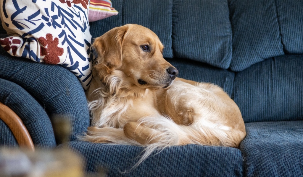 Золотистый ретривер лежит на диване