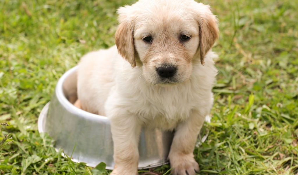 Щенок золотистого ретривера сидит в миске 