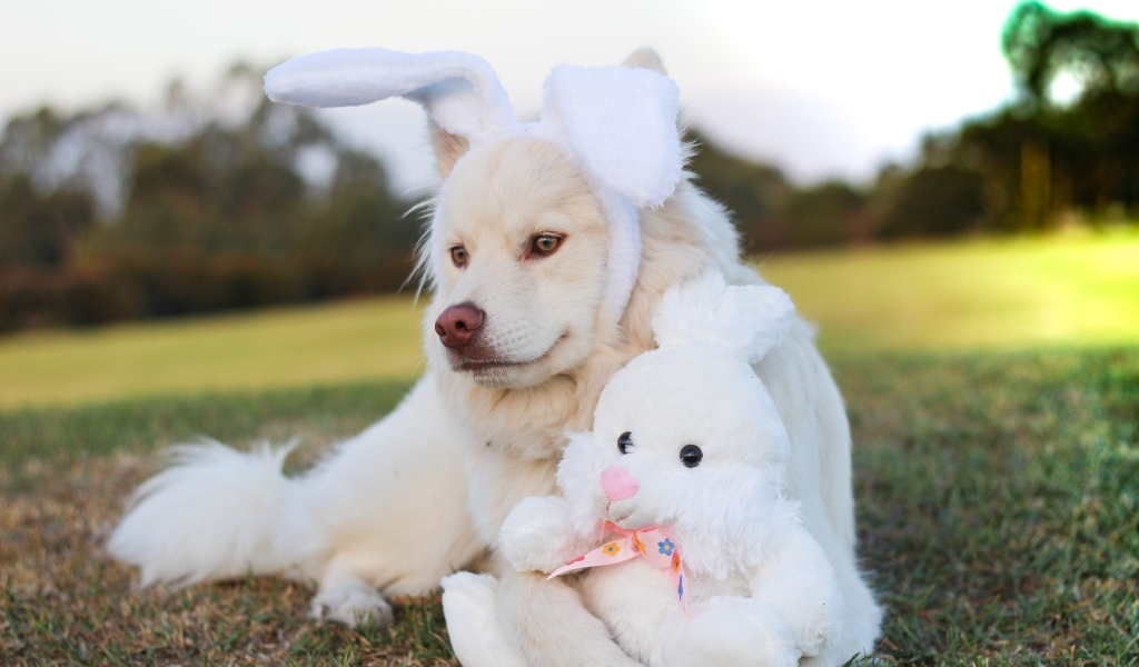 Золотистый ретривер с игрушечным зайцем