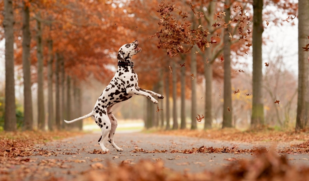 Большой далматинец ловит желтые листья