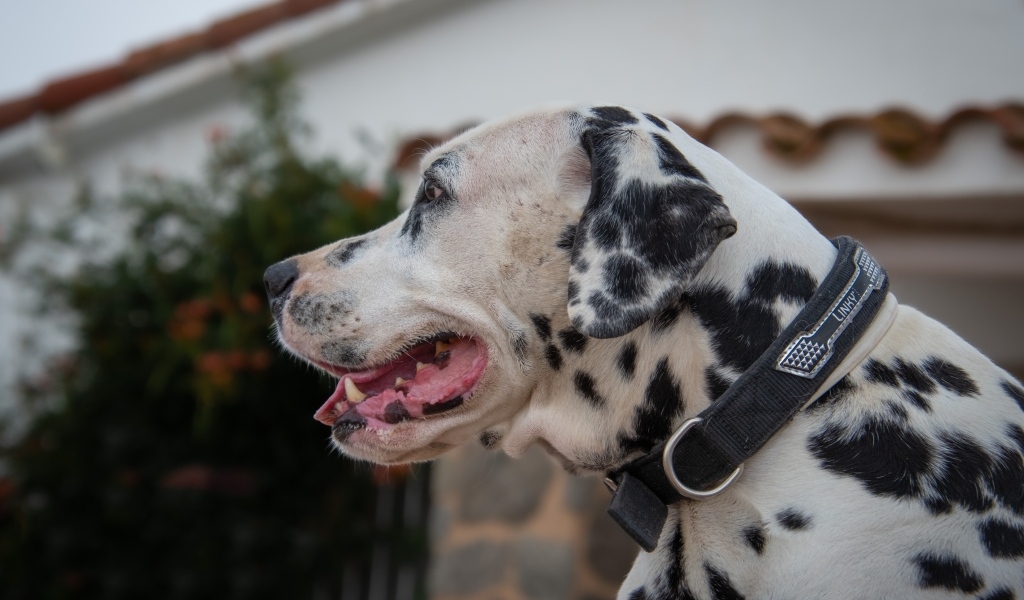 Большой пятнистый далматин в ошейнике