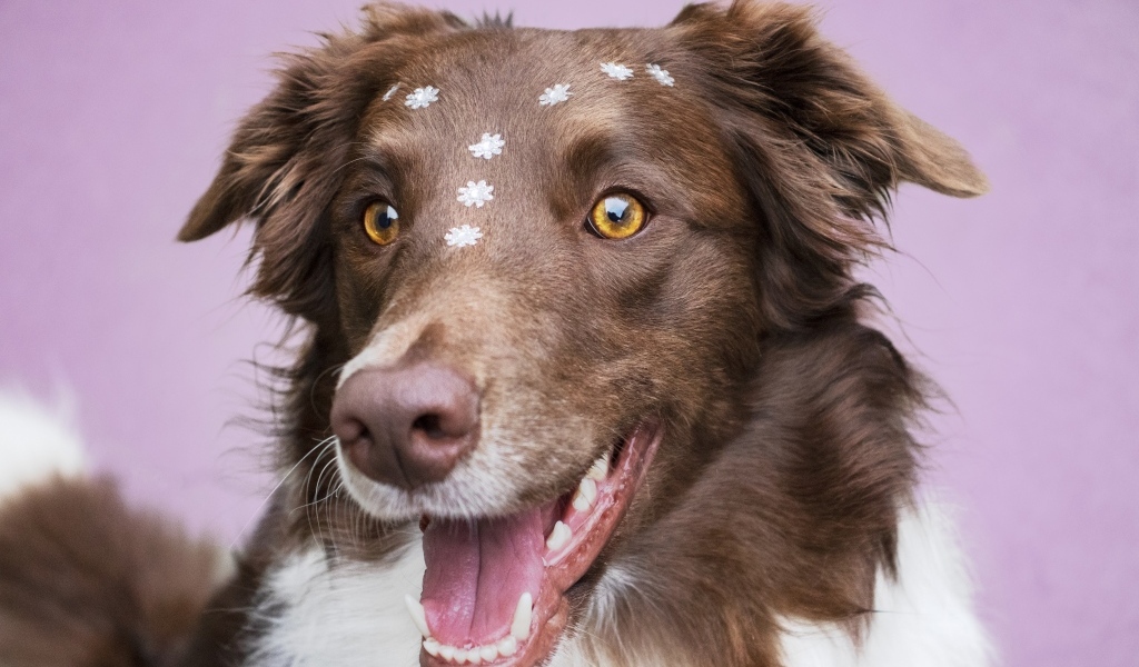 Довольный пес породы бордер колли