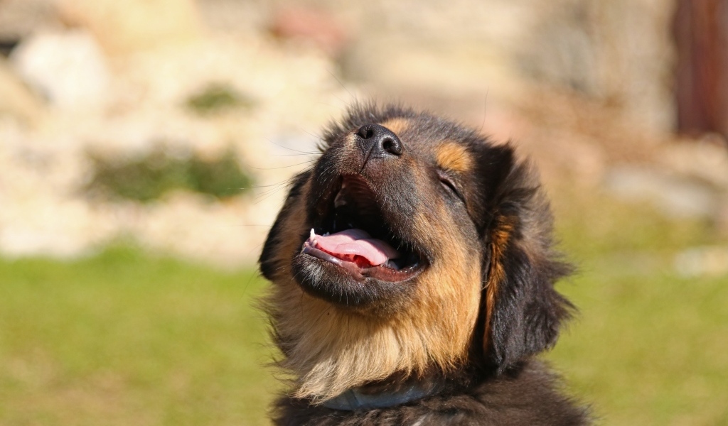 Довольный щенок немецкой овчарки греется на солнце