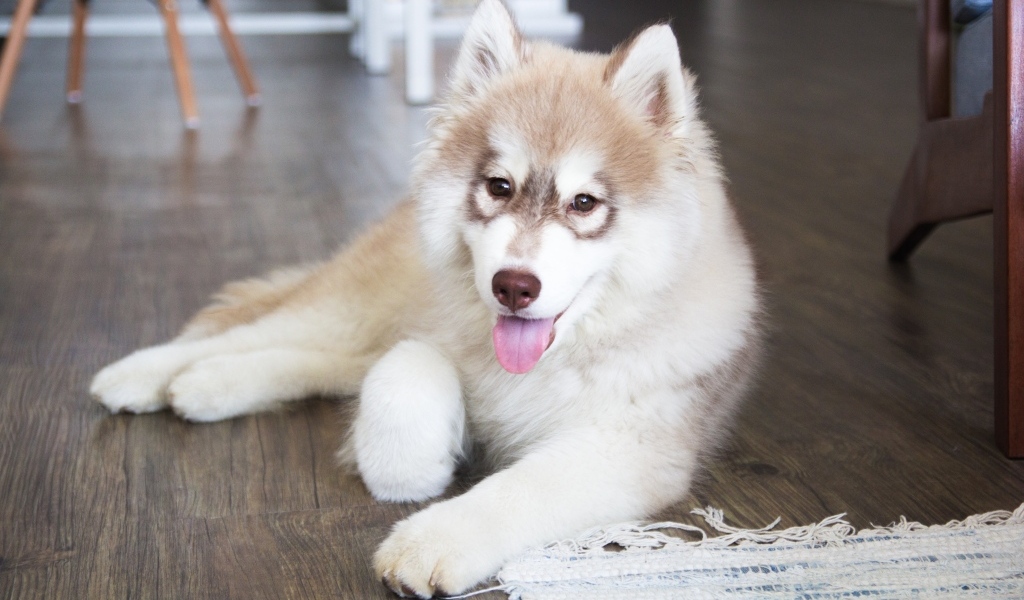 Щенок хаски с высунутым языком