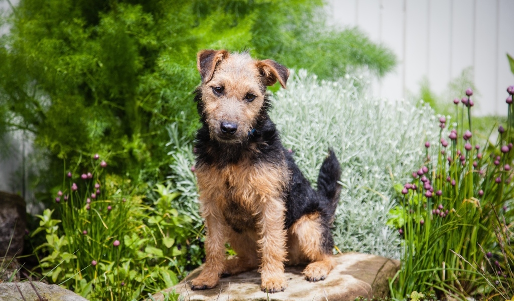 Собака породы лейкленд терьер сидит на камне