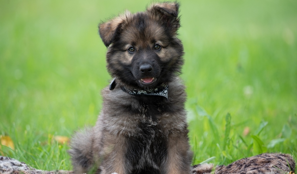 Маленький щенок немецкой овчарки сидит на траве