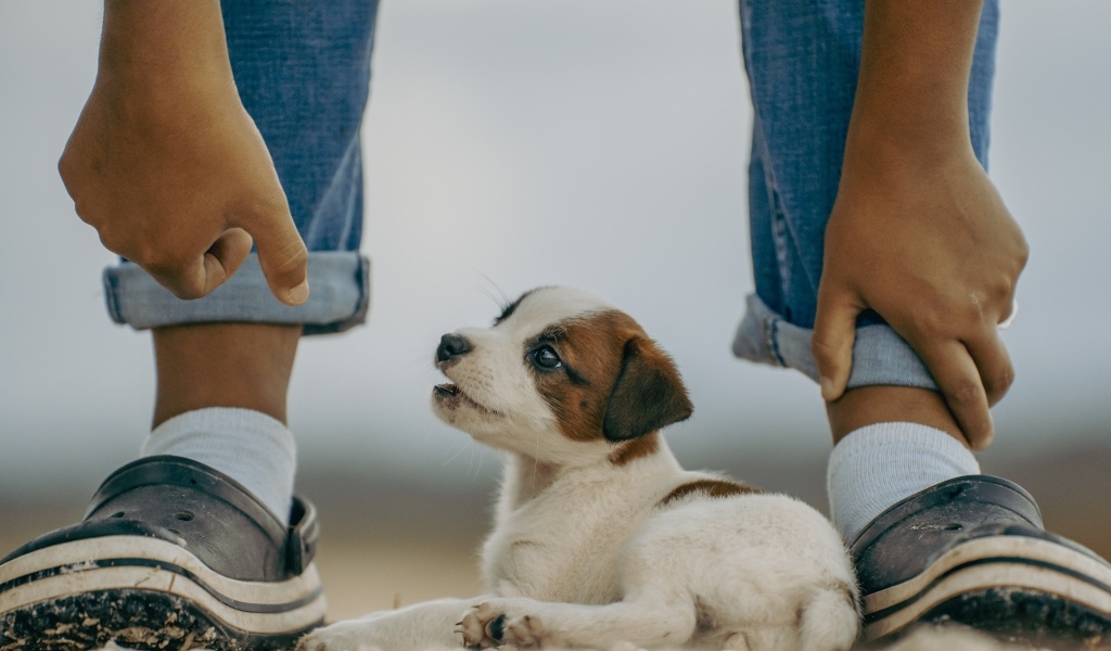 Маленький Джек Рассел терьер у ног