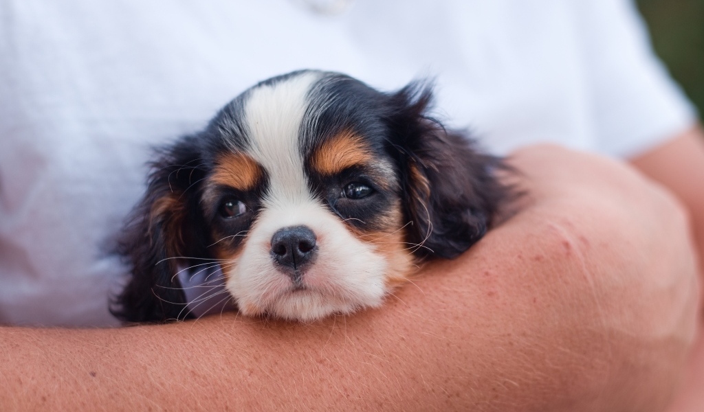 Маленький кинг чарльз спаниель на руках