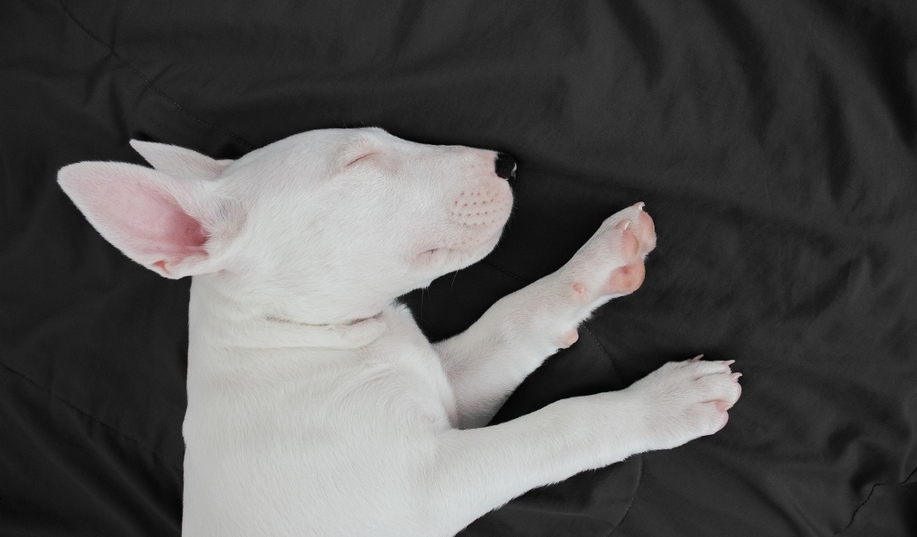 Маленький бультерьер спит на кровати