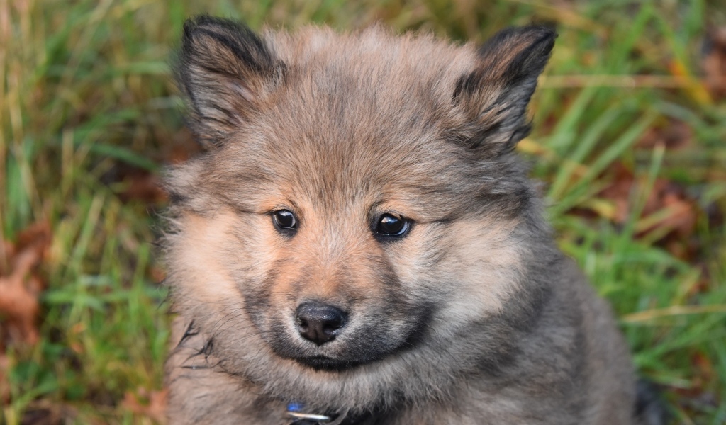 Маленький евразийский щенок крупным планом