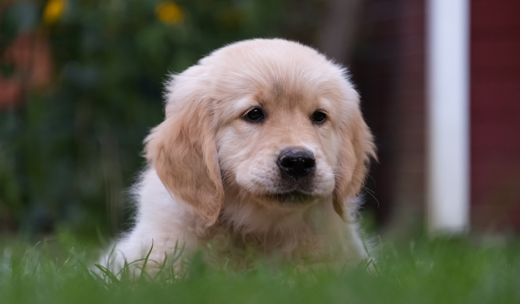Маленький щенок золотистого ретривера в траве
