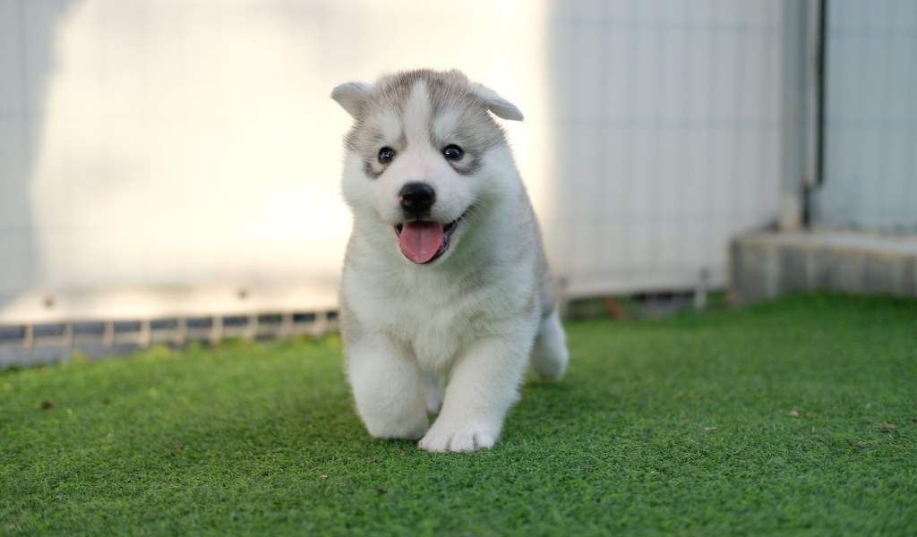 Маленький щенок хаски с высунутым языком