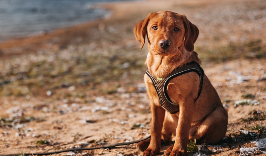 Маленький лабрадор сидит на песке