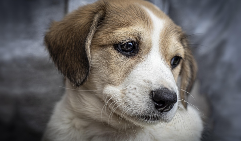 Маленький грустный щенок крупным планом