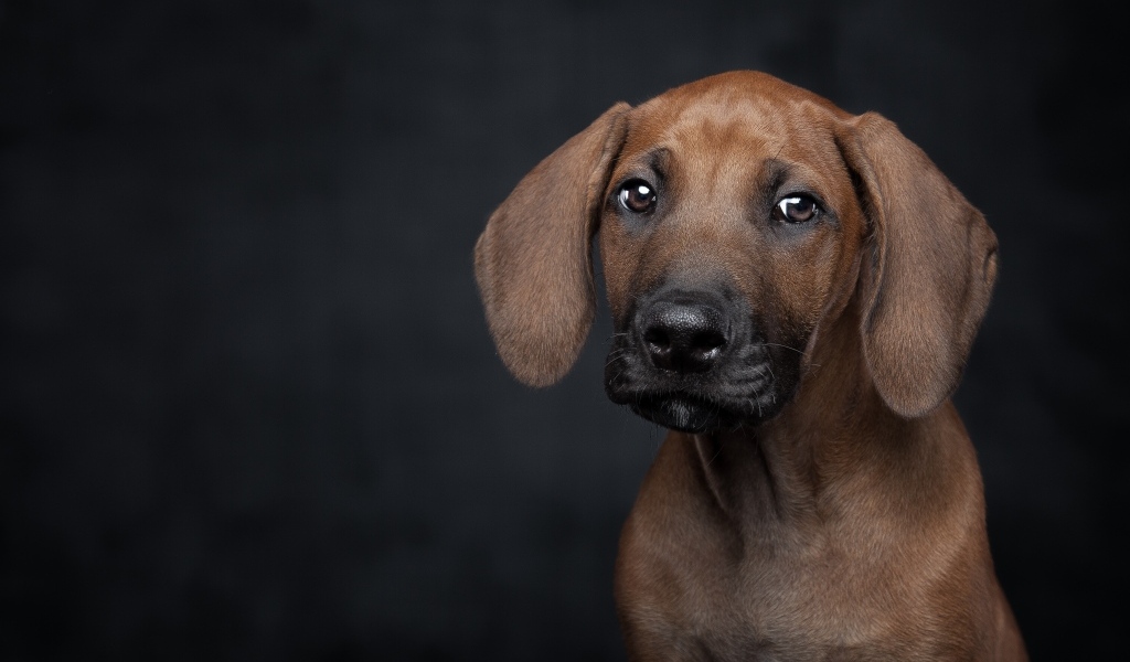 Маленький грустный породистый щенок на черном фоне