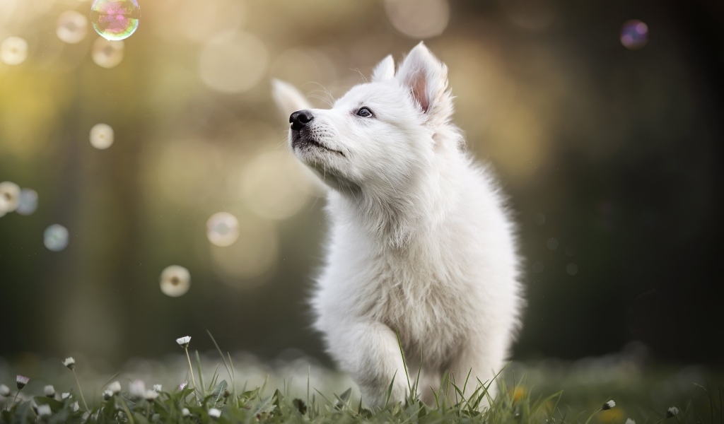 Маленький белый забавный щенок на траве