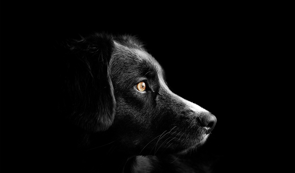 Морда пса на черном фоне