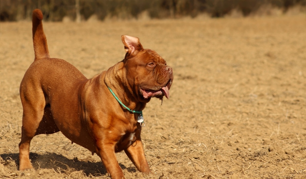 Породистый коричневый пес играет 