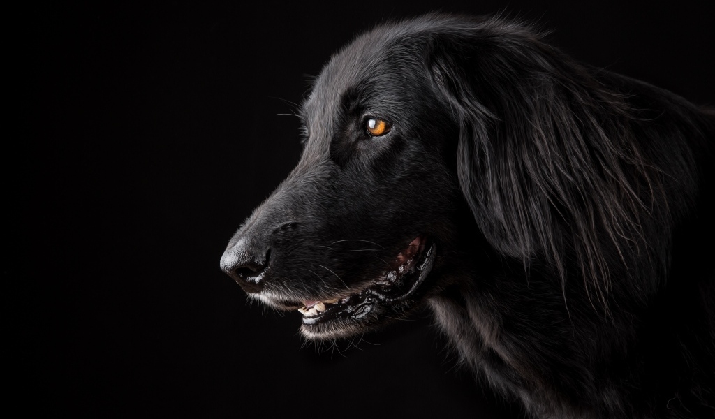 Породистый пес с открытой пастью на черном фоне