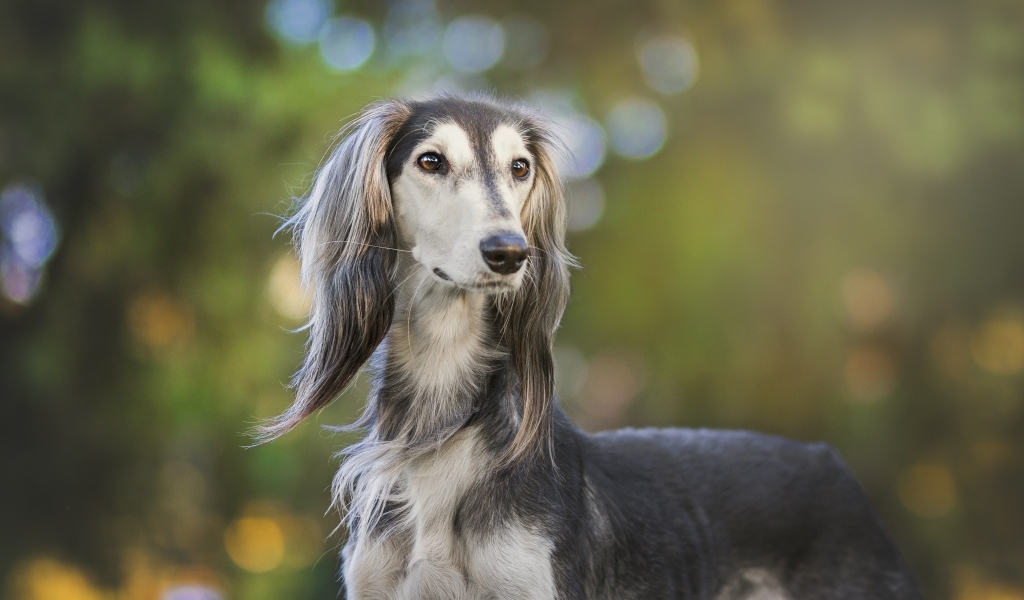 Породистая охотничья собака