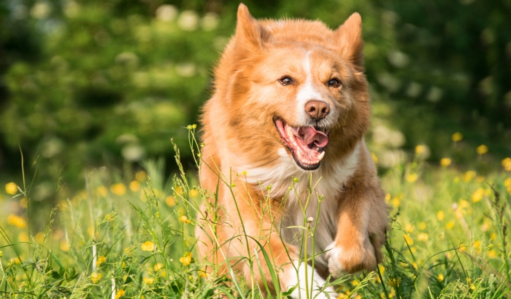 Рыжая собака бежит по зеленой траве 