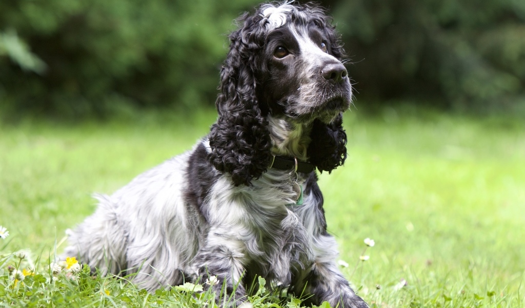 Грустный кокер спаниель лежит на траве