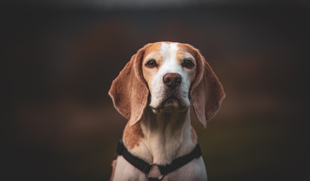 Грустный бигль с ошейником