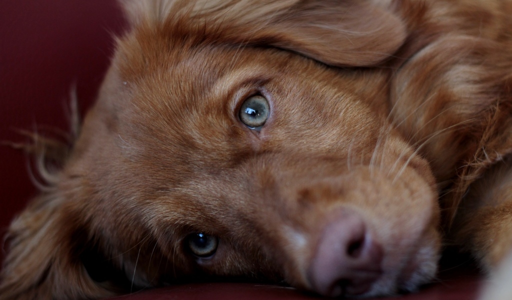 Грустный коричневый пес крупным планом