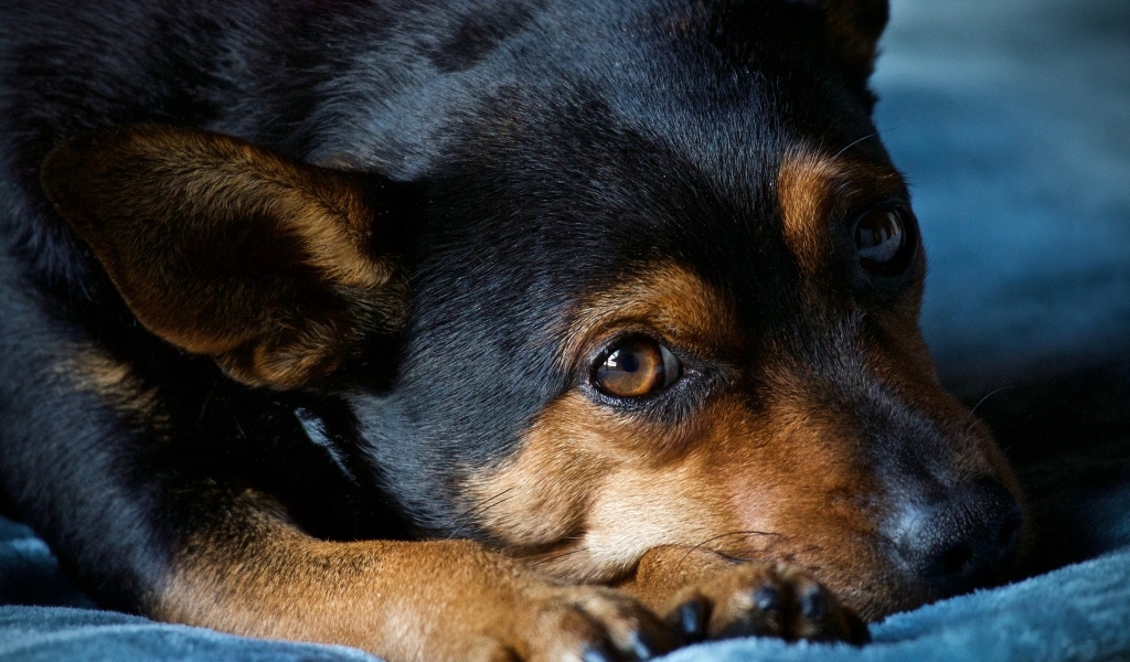 Грустный пес лежит на синем покрывале