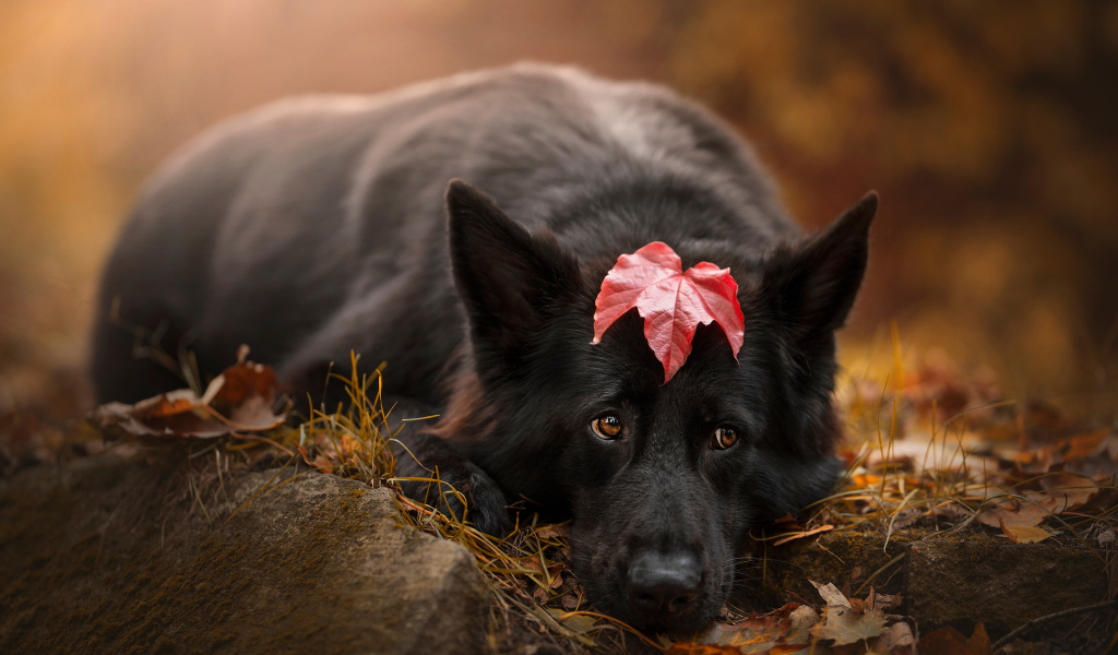 Грустный пес лежит на холодной земле