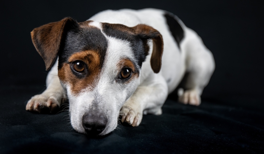 Грустный джек рассел терьер на черном фоне