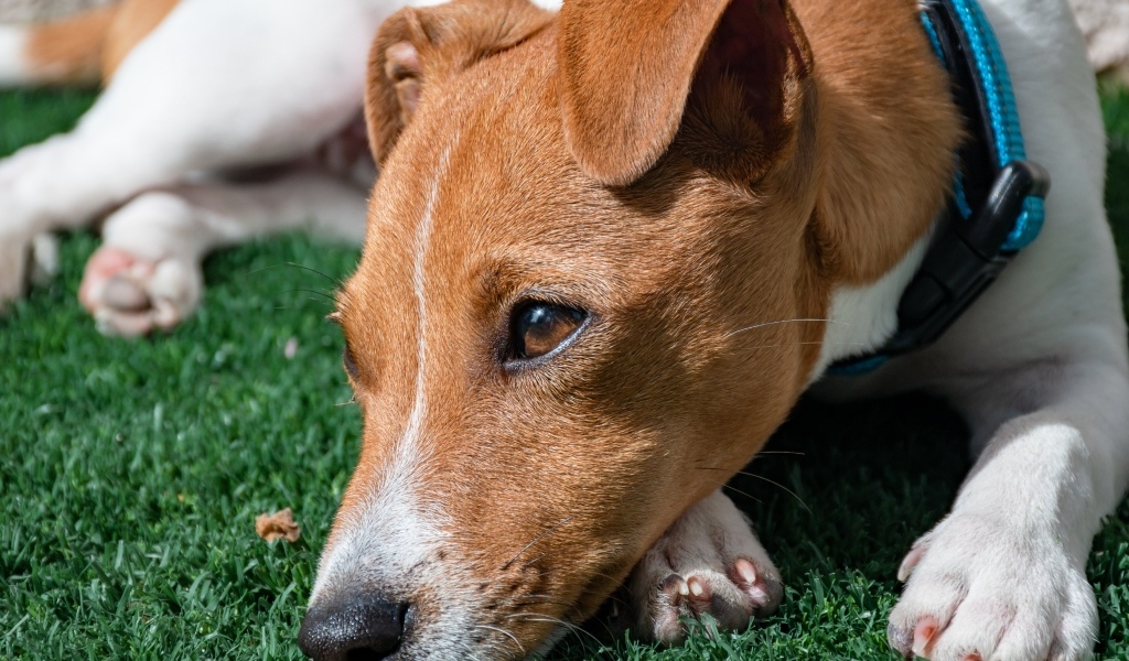 Грустный джек рассел терьер на зеленой траве