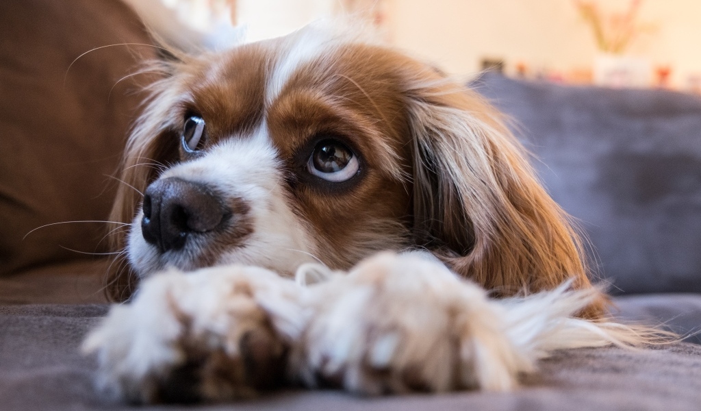 Грустный кинг чарльз спаниель лежит на кровати 