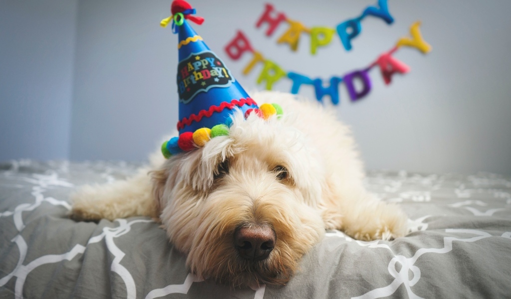 Грустный белый пес отмечает день рождения